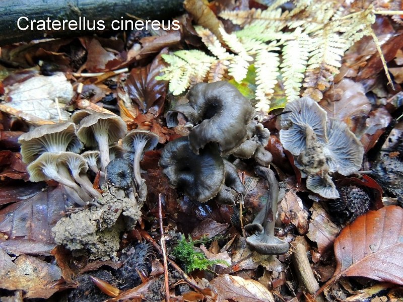 Craterellus cinereus-amf381-1.jpg - Craterellus cinereus ; Syn1: Cantharellus cinereus ; Syn2: Pseudocraterellus cinereus ; Non français: Chanterelle cendrée